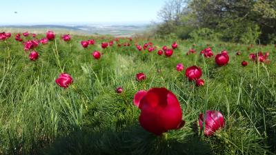 Прикрепленное изображение: 0ZfkpHWeKTE.jpg